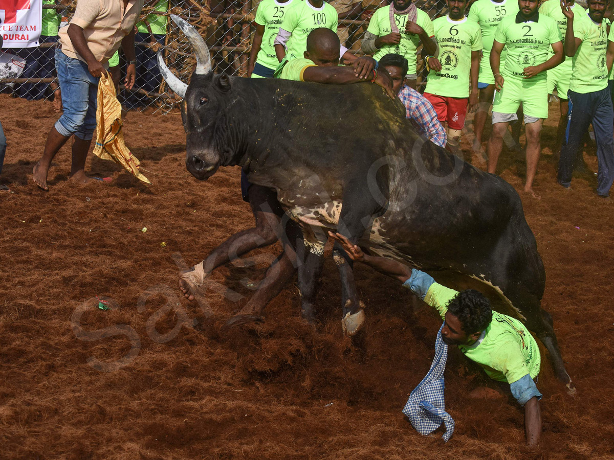 Jallikattu held in Madurai as part of Pongal - Sakshi15