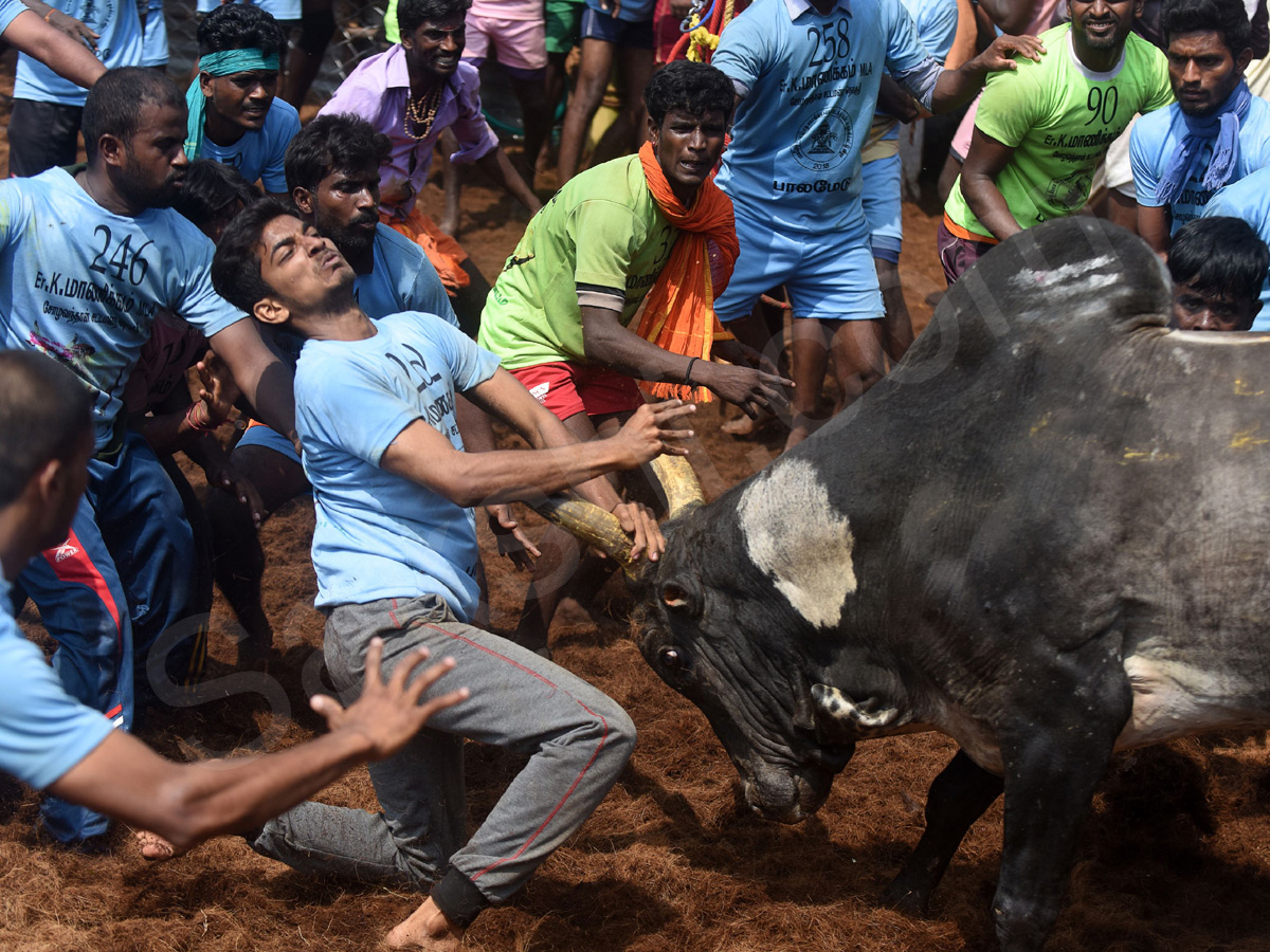 Jallikattu held in Madurai as part of Pongal - Sakshi16