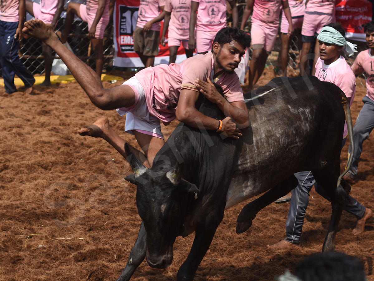 Jallikattu held in Madurai as part of Pongal - Sakshi17