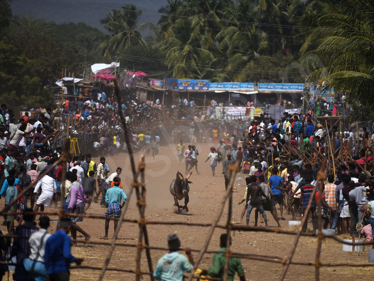 Jallikattu held in Madurai as part of Pongal - Sakshi18