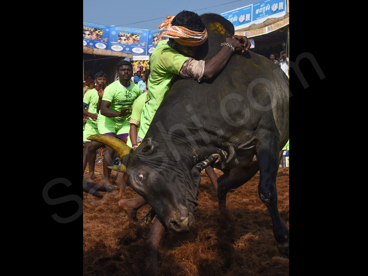 Jallikattu held in Madurai as part of Pongal - Sakshi19