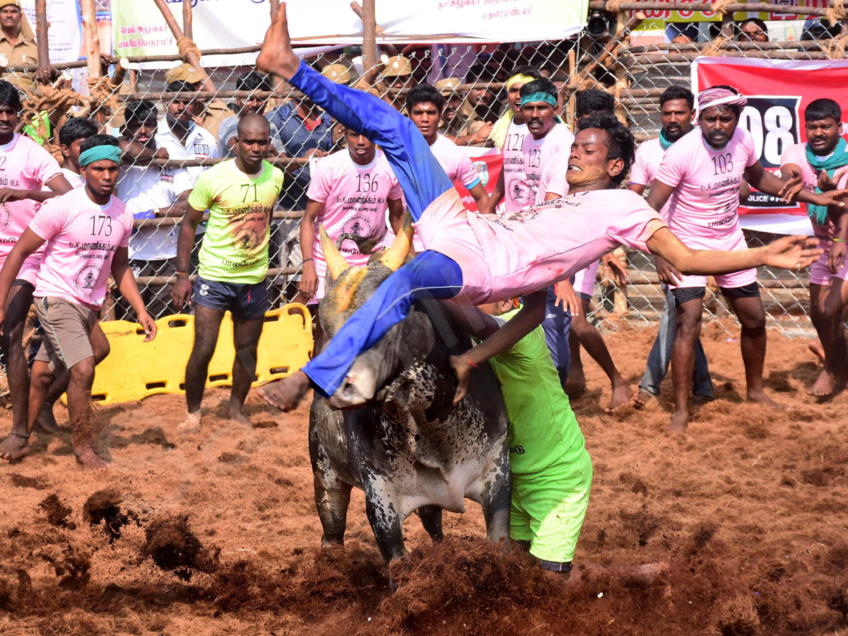 Jallikattu held in Madurai as part of Pongal - Sakshi2