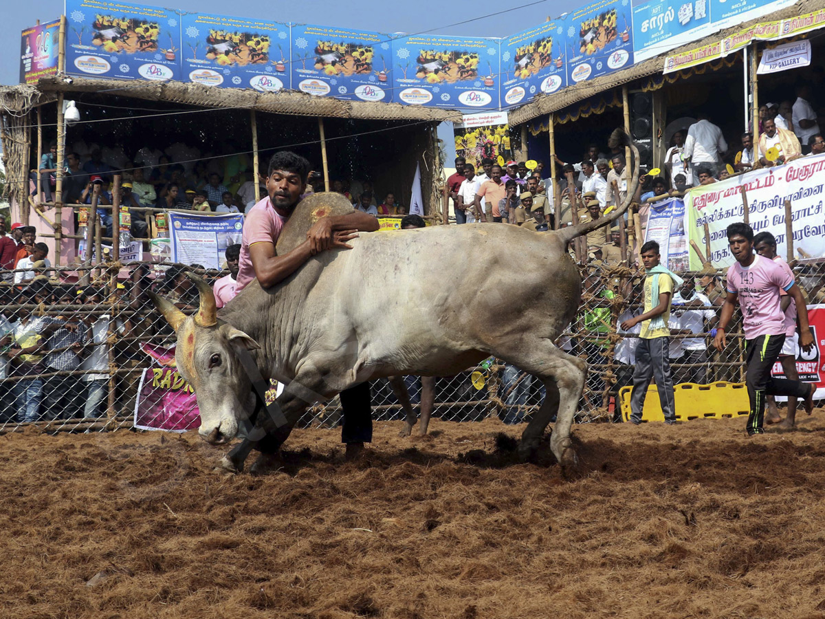 Jallikattu held in Madurai as part of Pongal - Sakshi20