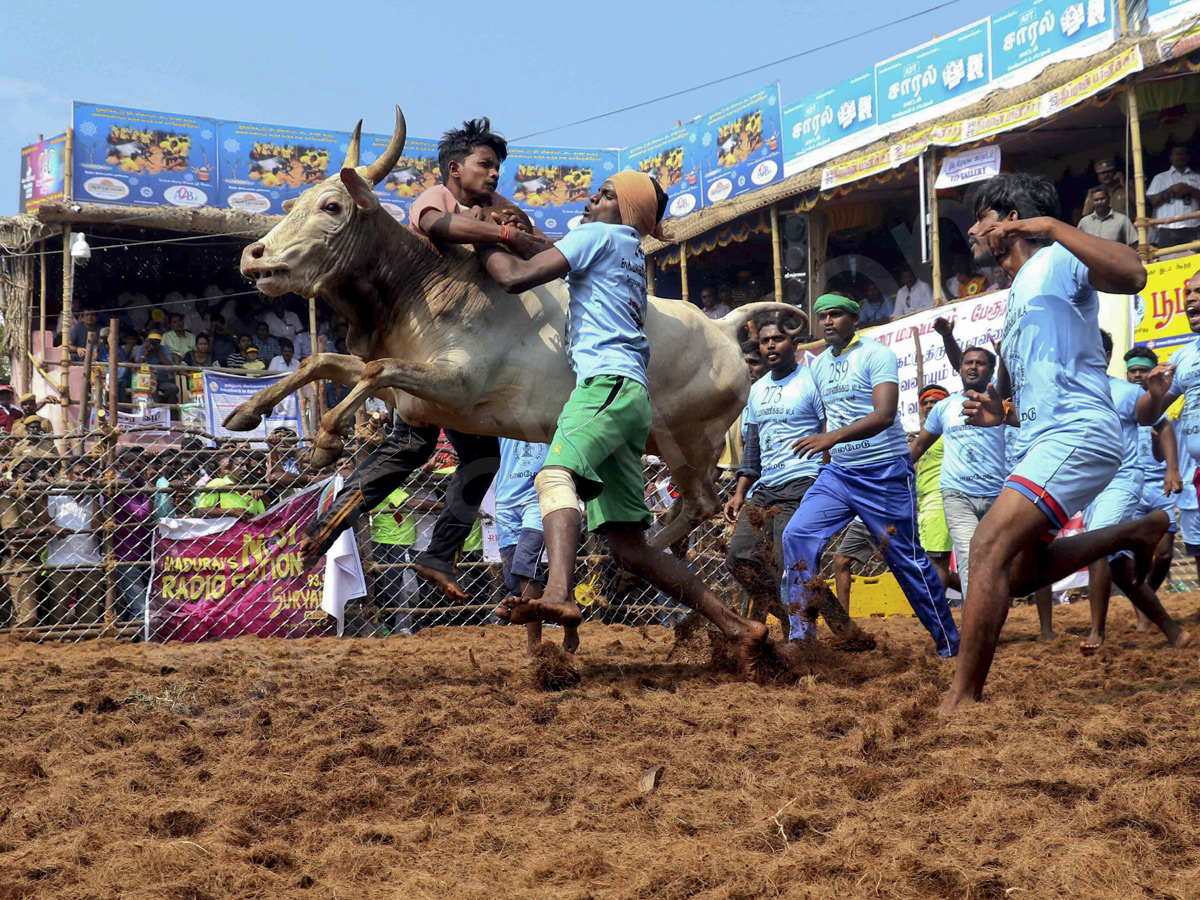 Jallikattu held in Madurai as part of Pongal - Sakshi21