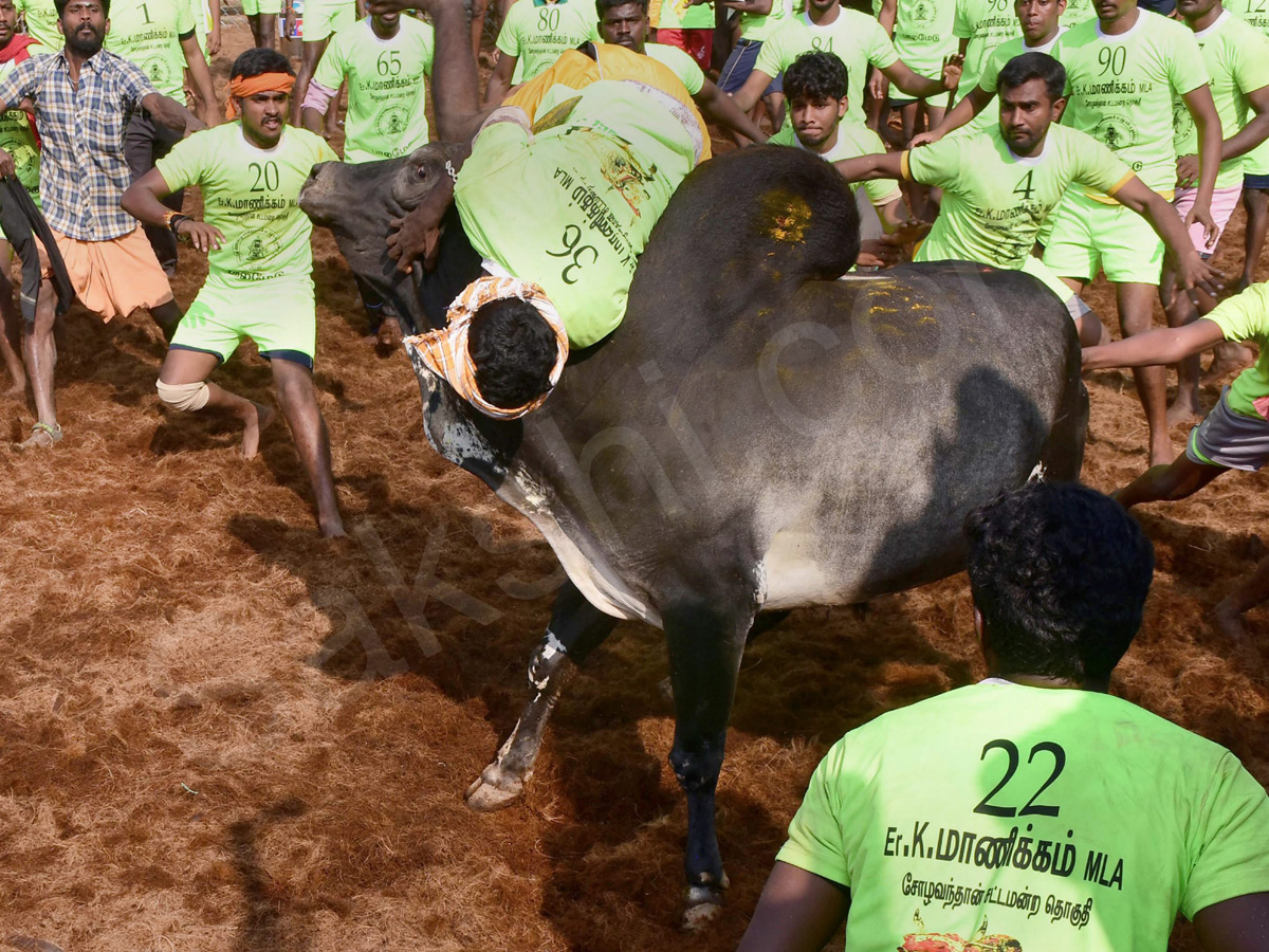 Jallikattu held in Madurai as part of Pongal - Sakshi3
