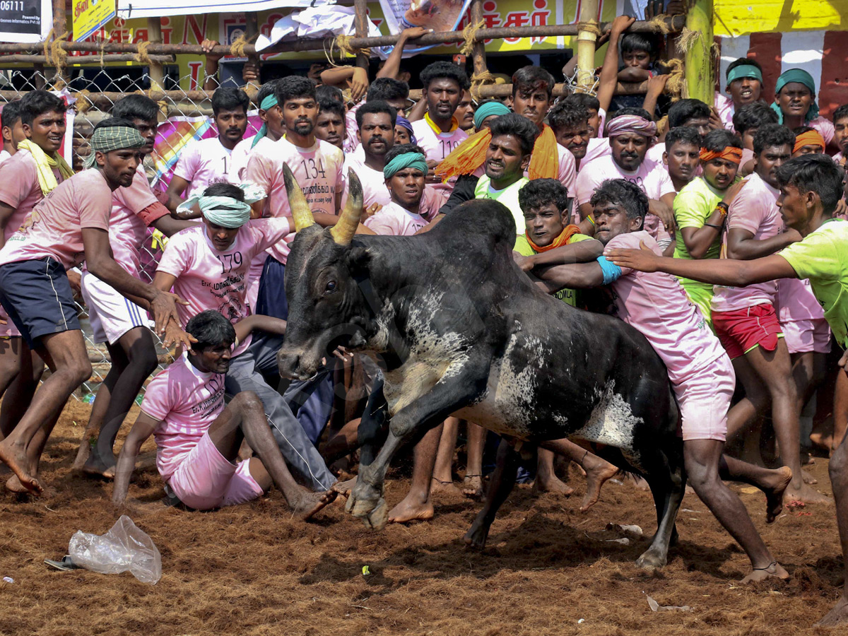 Jallikattu held in Madurai as part of Pongal - Sakshi4