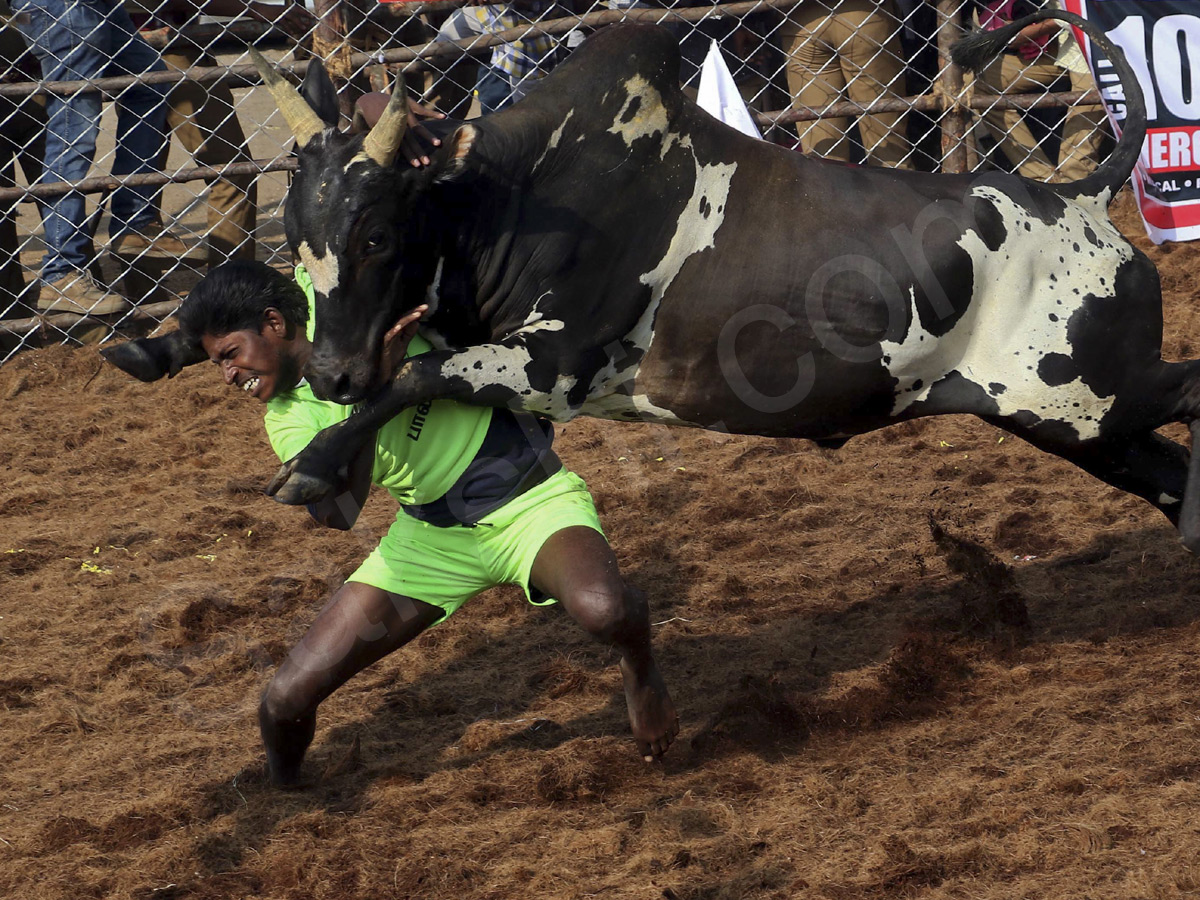 Jallikattu held in Madurai as part of Pongal - Sakshi5
