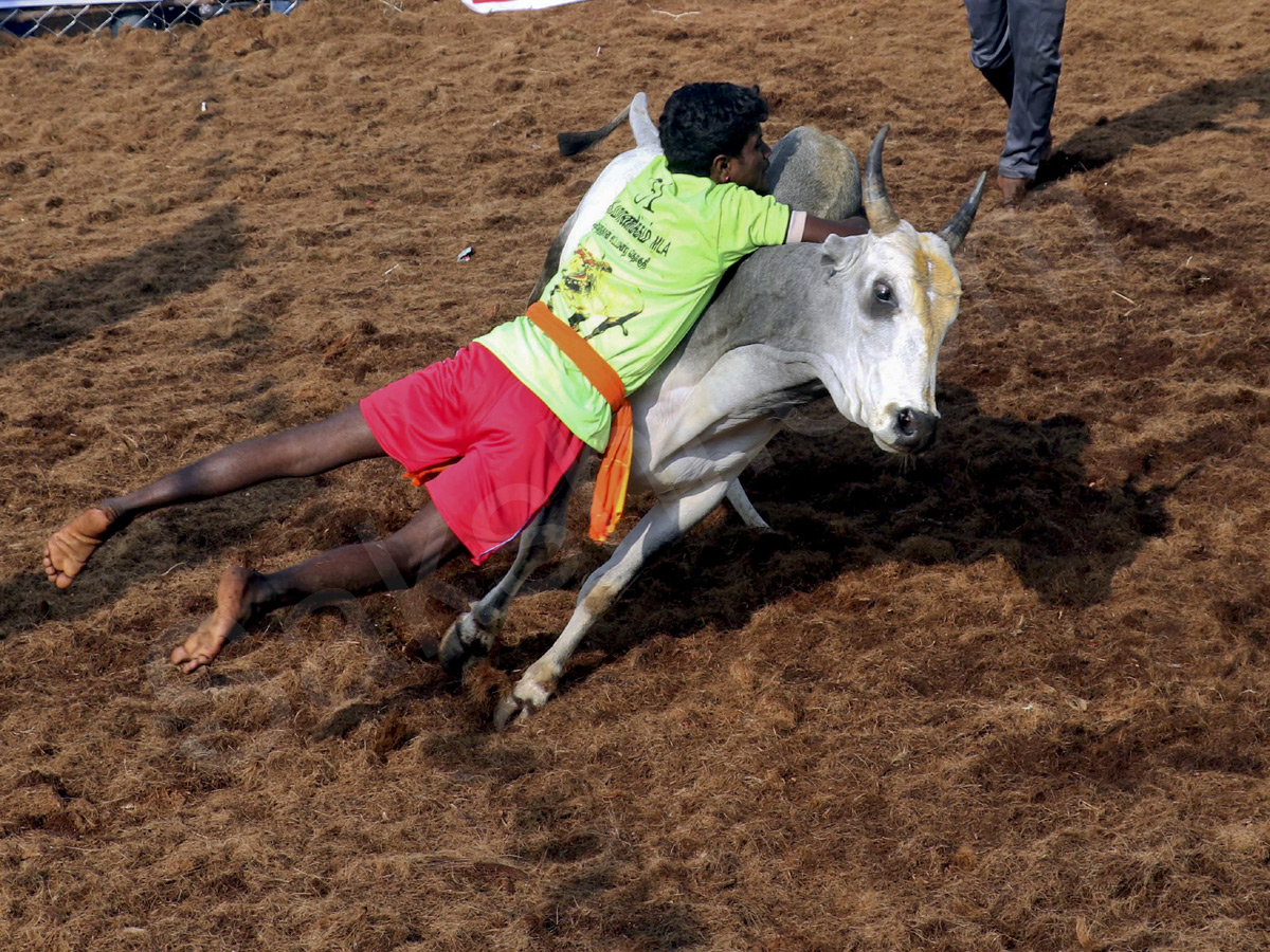 Jallikattu held in Madurai as part of Pongal - Sakshi7