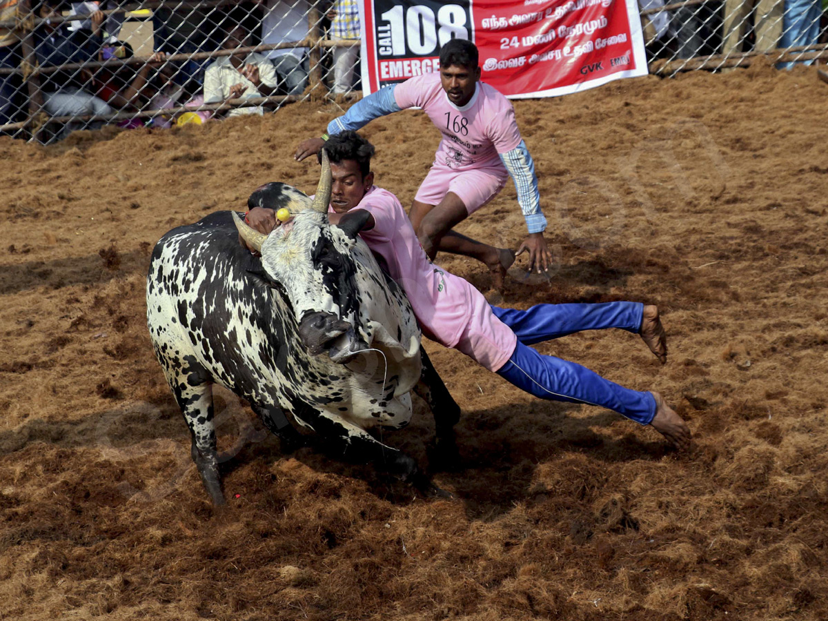 Jallikattu held in Madurai as part of Pongal - Sakshi8