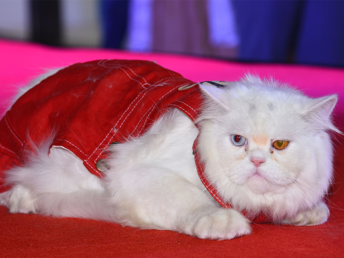 Cat Fashion Show - Sakshi1