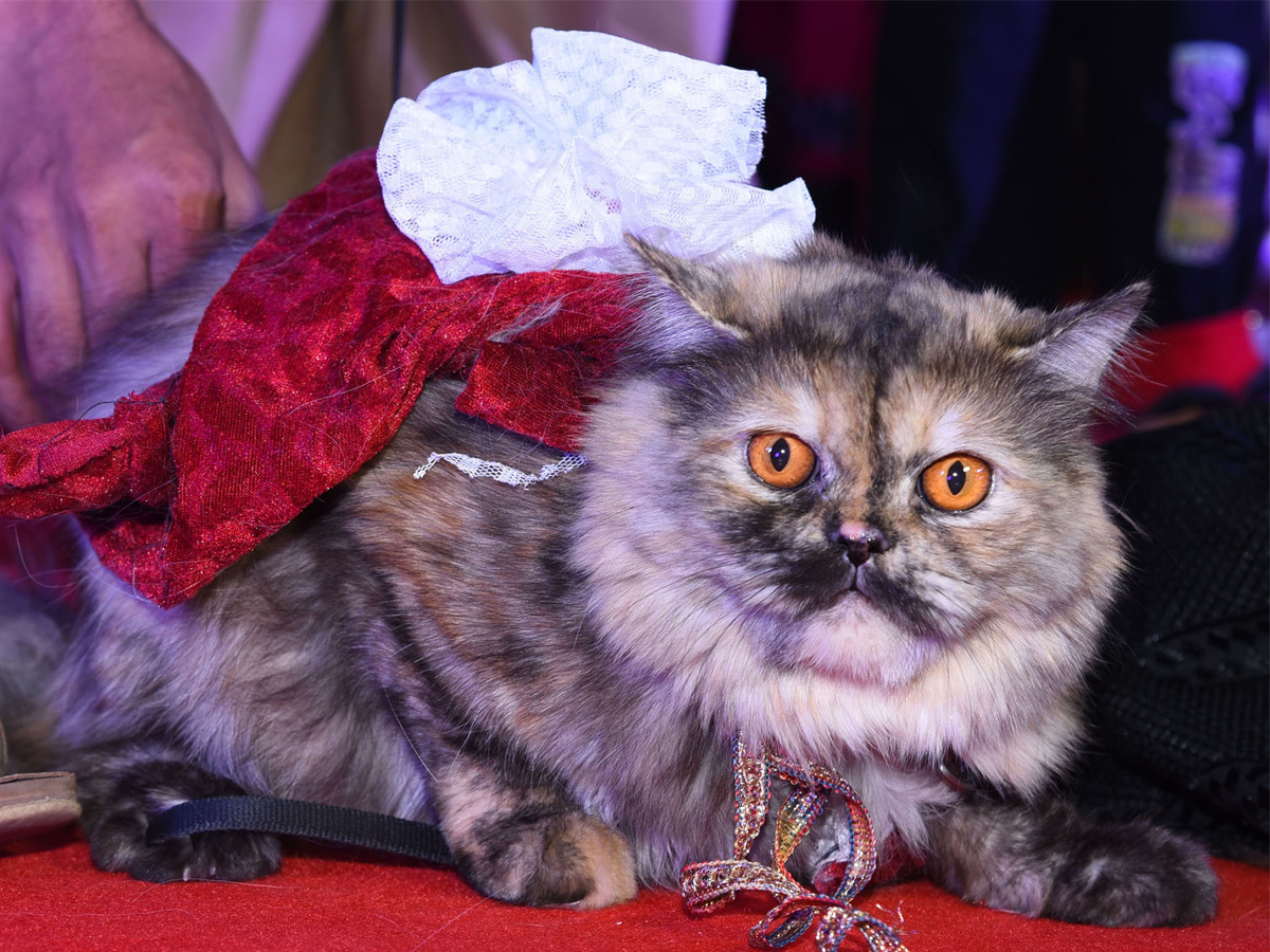 Cat Fashion Show - Sakshi4