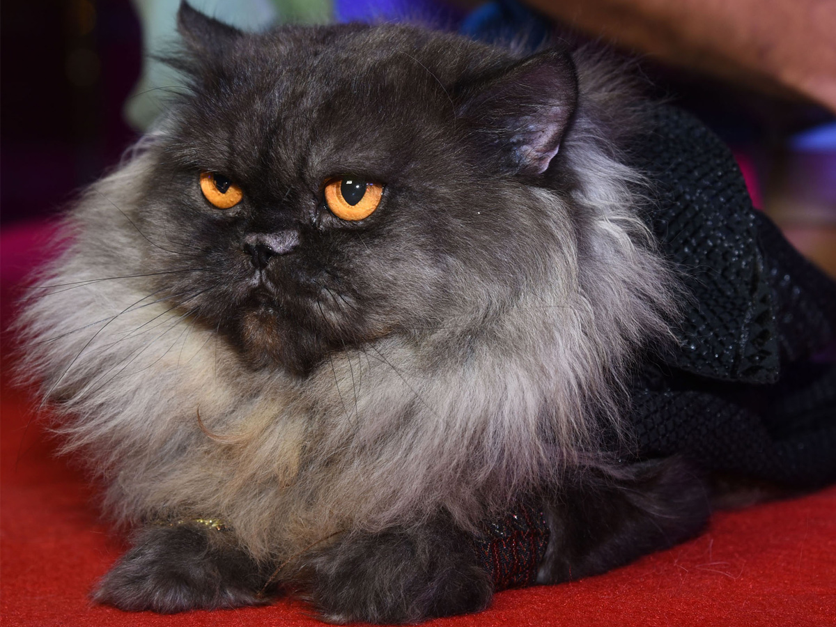 Cat Fashion Show - Sakshi6