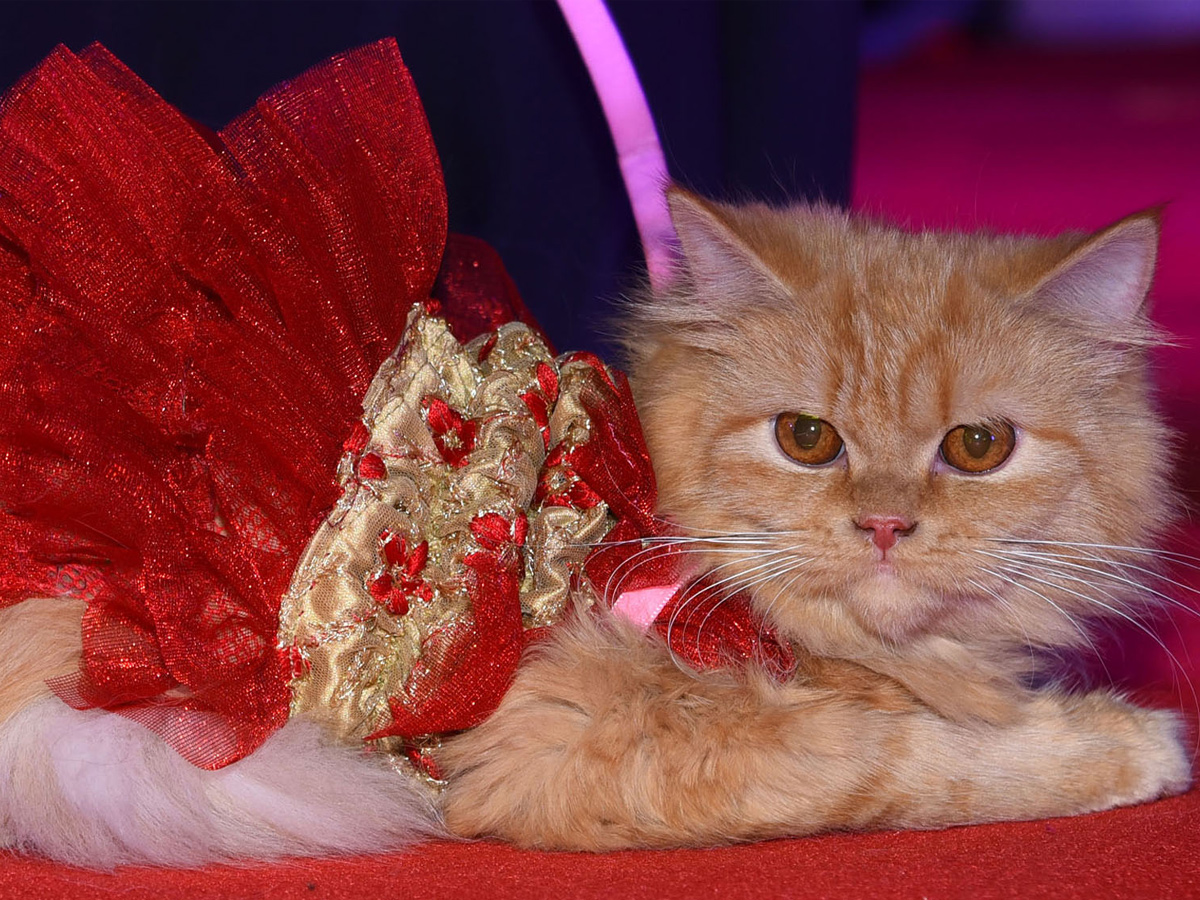 Cat Fashion Show - Sakshi7