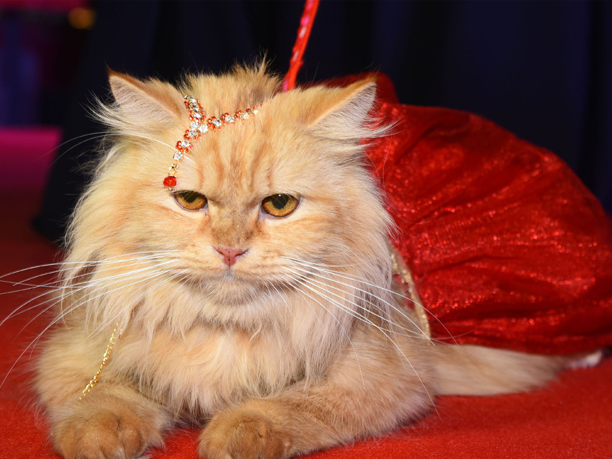 Cat Fashion Show - Sakshi9