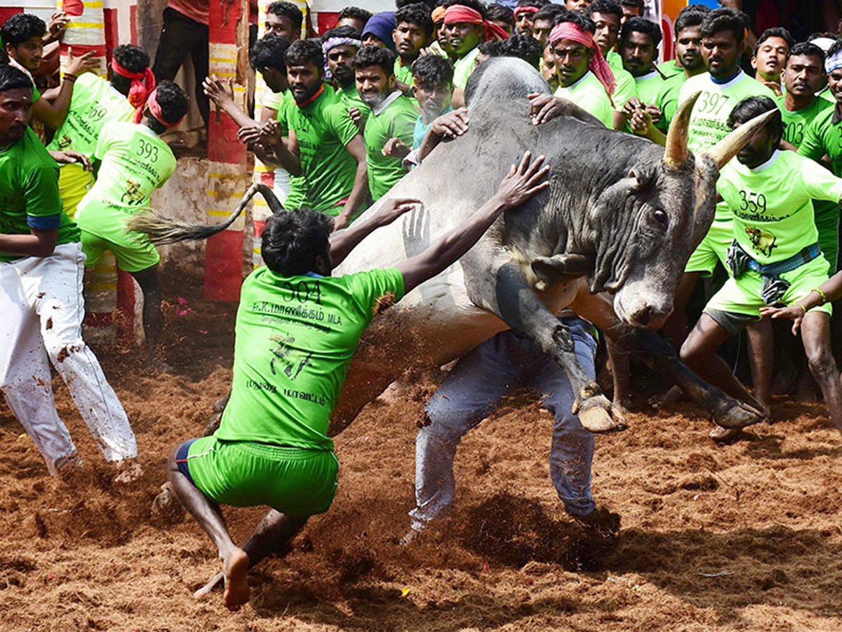 jallikattu in tamilnadu 2019 Photo Gallery - Sakshi1