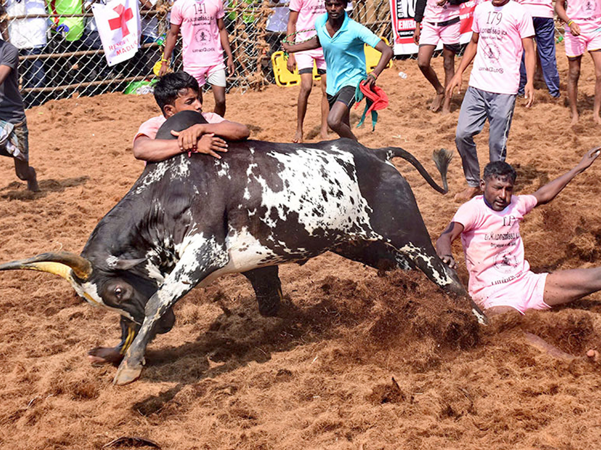 jallikattu in tamilnadu 2019 Photo Gallery - Sakshi10