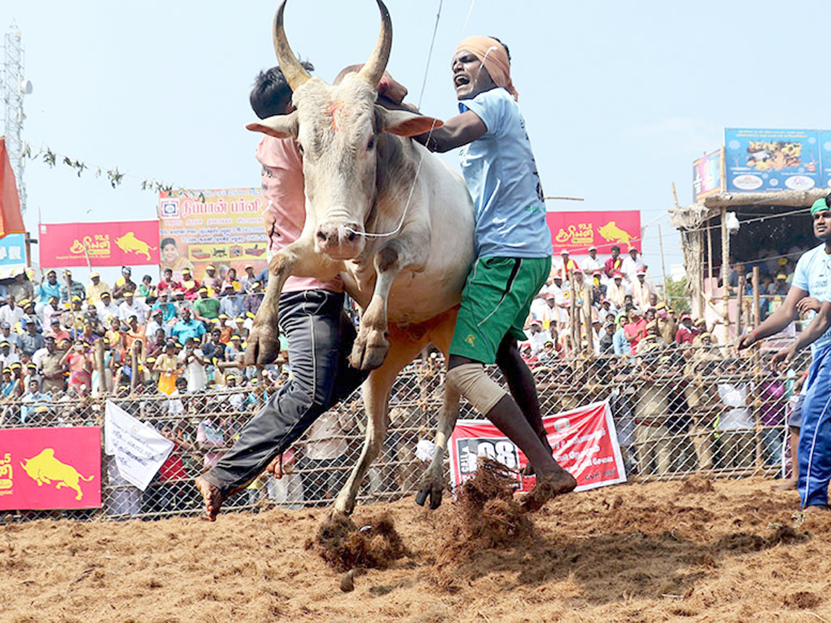 jallikattu in tamilnadu 2019 Photo Gallery - Sakshi12
