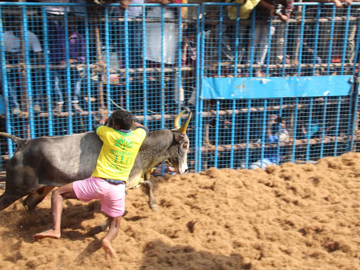 jallikattu in tamilnadu 2019 Photo Gallery - Sakshi15