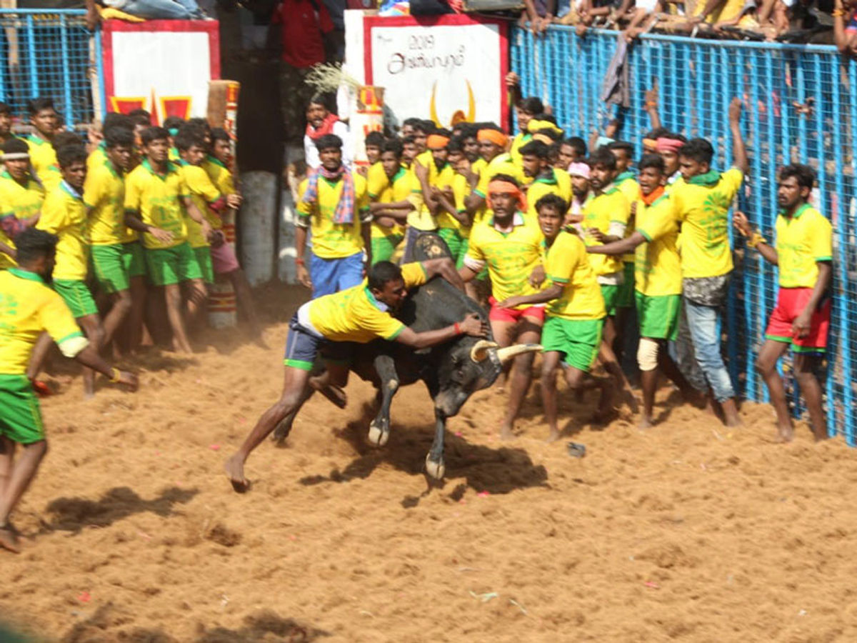 jallikattu in tamilnadu 2019 Photo Gallery - Sakshi16