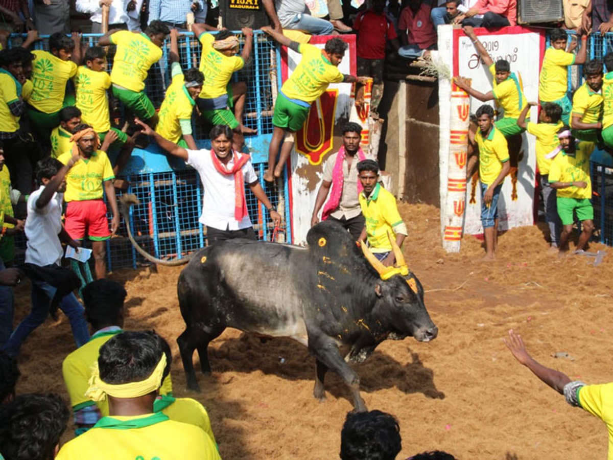 jallikattu in tamilnadu 2019 Photo Gallery - Sakshi17