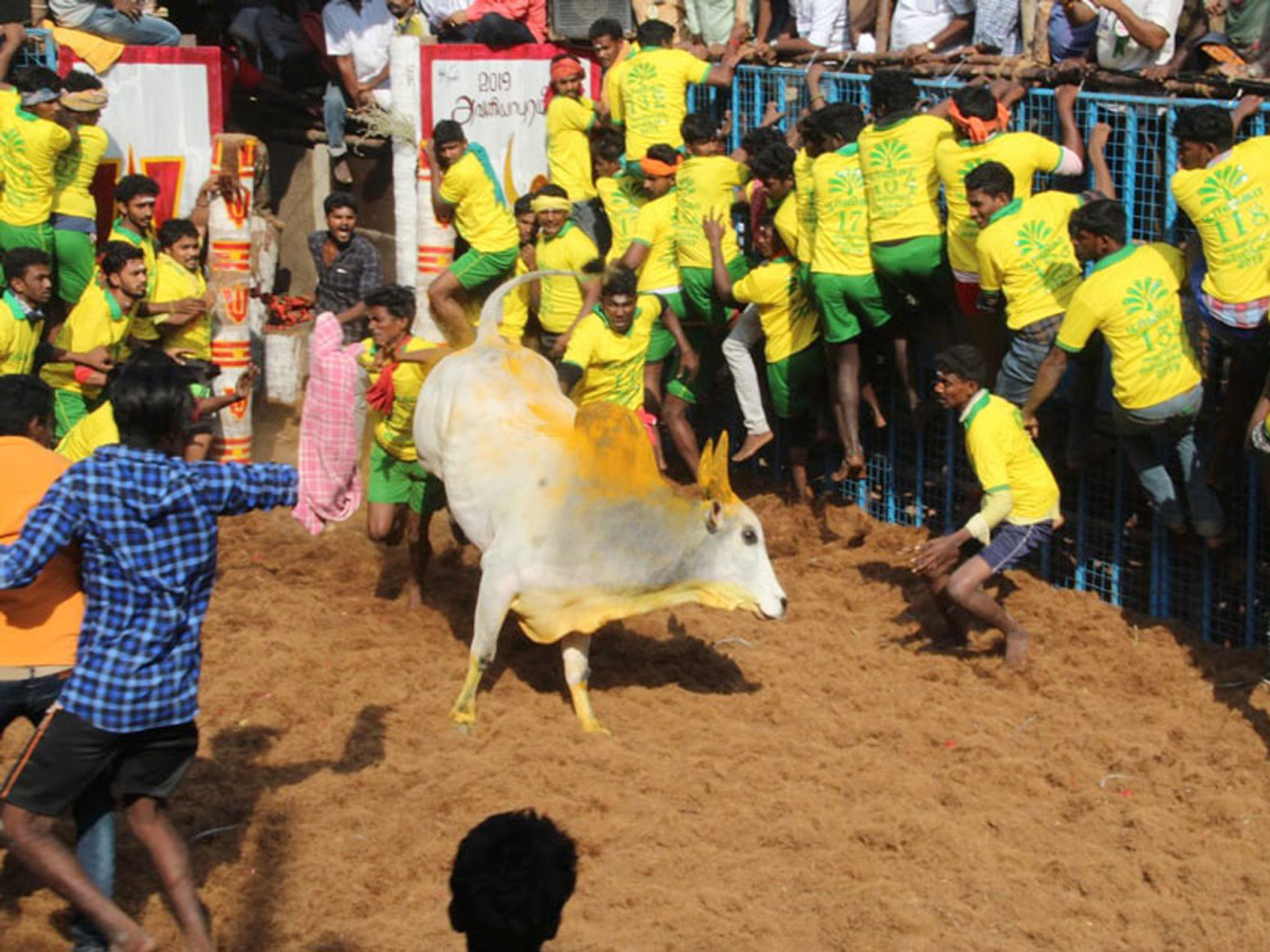 jallikattu in tamilnadu 2019 Photo Gallery - Sakshi20