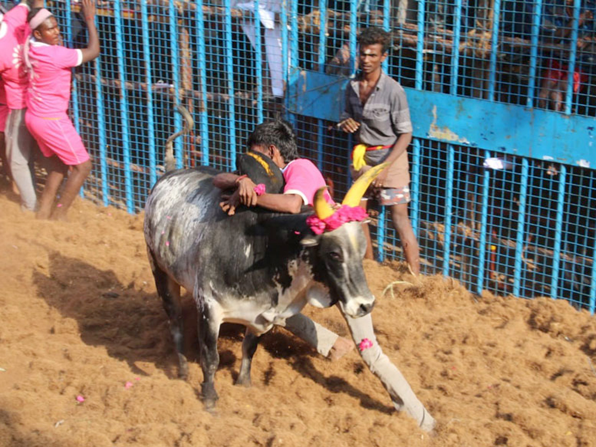 jallikattu in tamilnadu 2019 Photo Gallery - Sakshi21