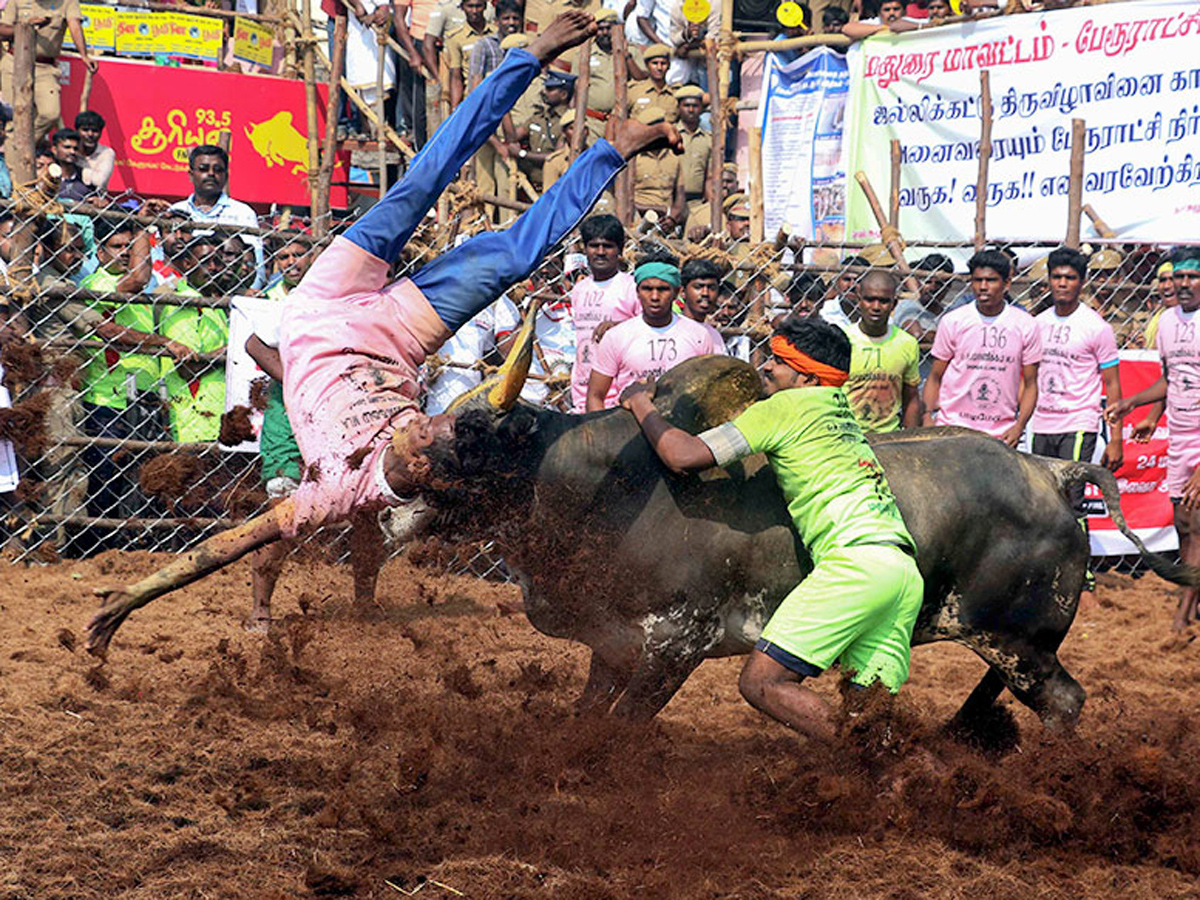 jallikattu in tamilnadu 2019 Photo Gallery - Sakshi3