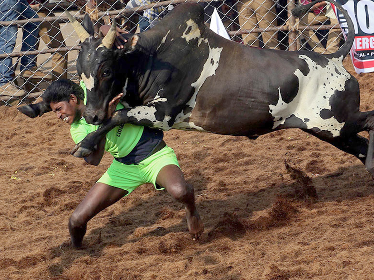 jallikattu in tamilnadu 2019 Photo Gallery - Sakshi4