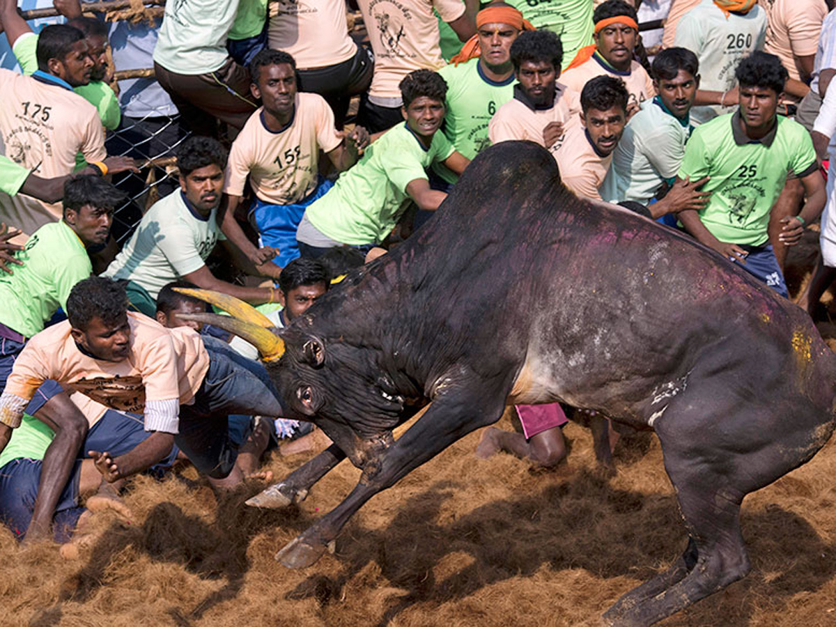 jallikattu in tamilnadu 2019 Photo Gallery - Sakshi6