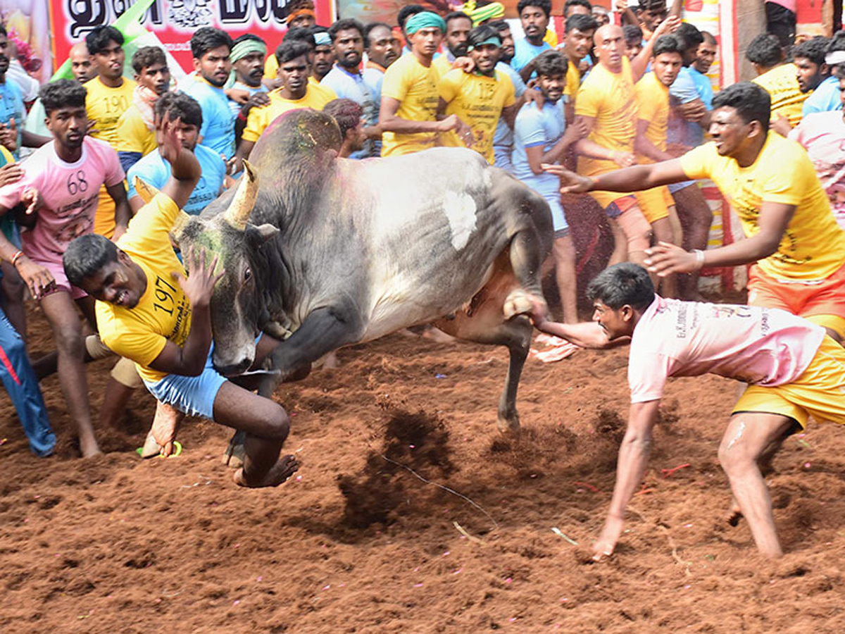 jallikattu in tamilnadu 2019 Photo Gallery - Sakshi7