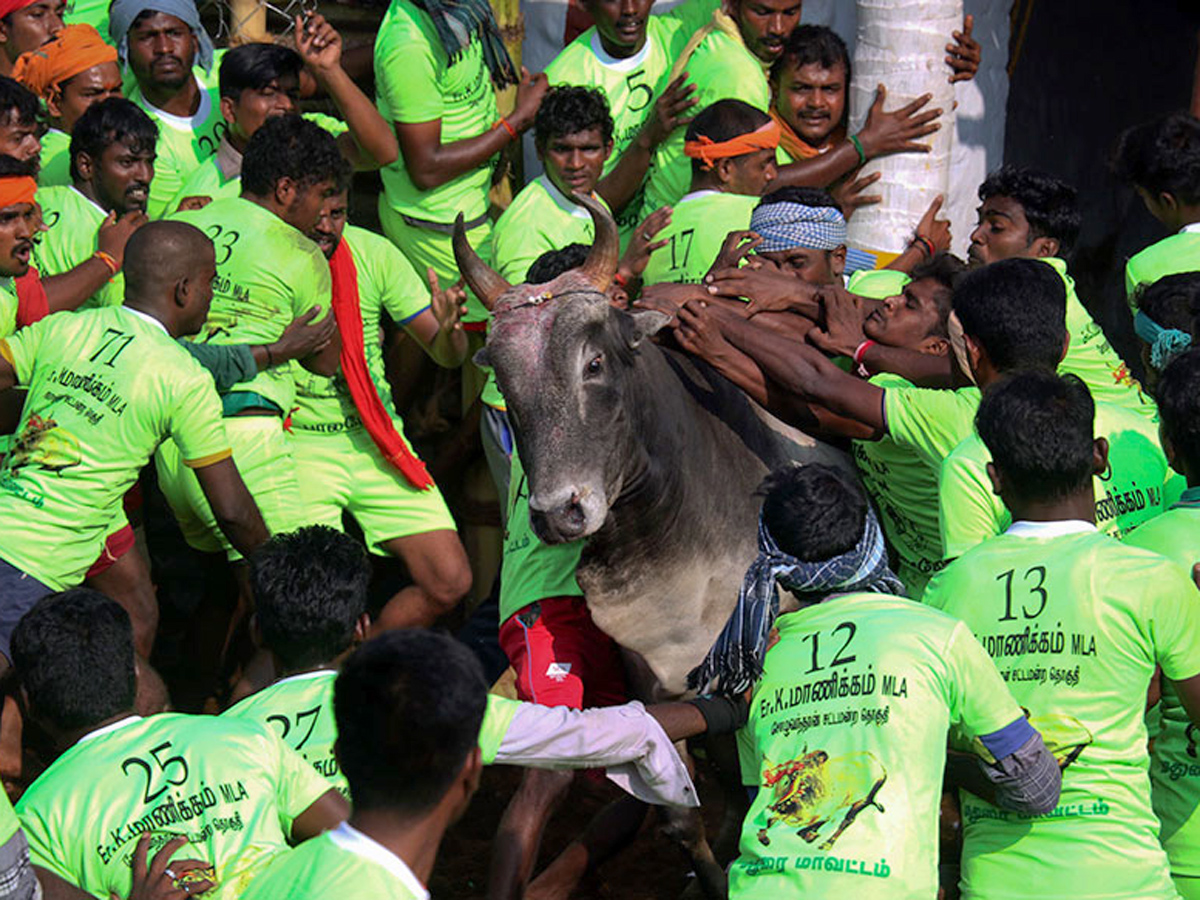 jallikattu in tamilnadu 2019 Photo Gallery - Sakshi8