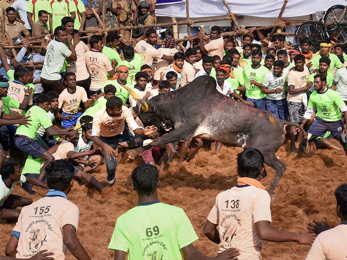 jallikattu in tamilnadu 2019 Photo Gallery - Sakshi9