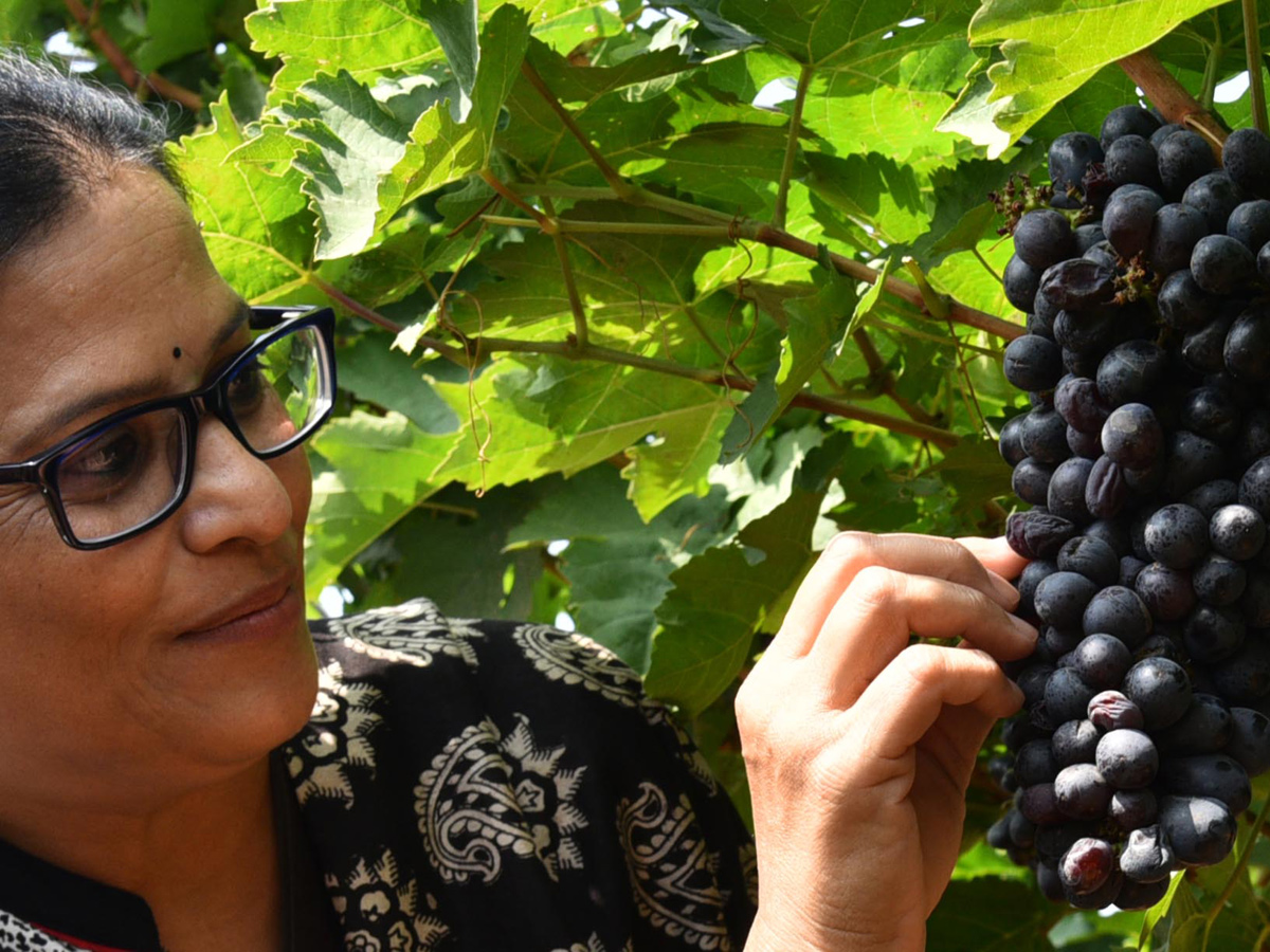 Grapes Festival in Hyderabad Photo Gallery - Sakshi17