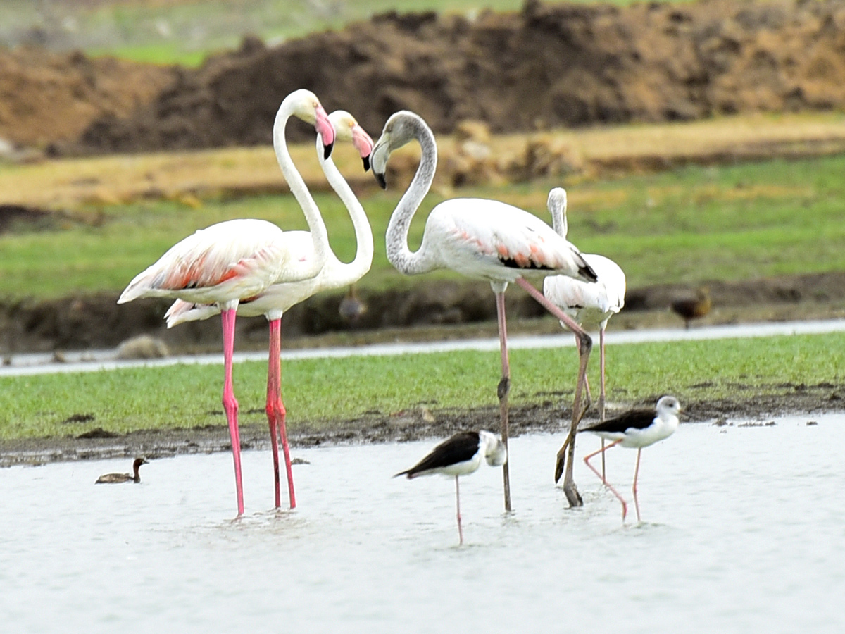 Foreign Birds Came To Wanaparthy Photo Gallery - Sakshi1