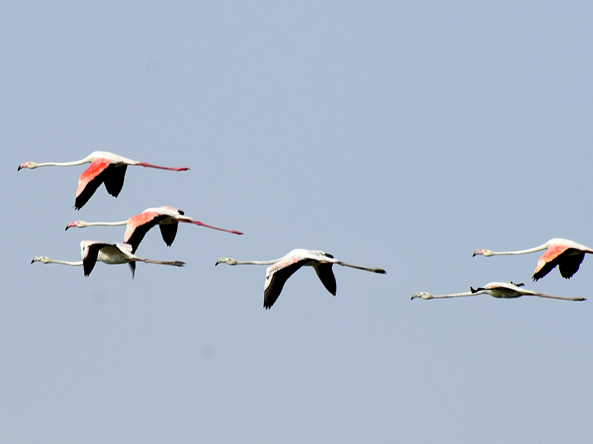 Foreign Birds Came To Wanaparthy Photo Gallery - Sakshi10
