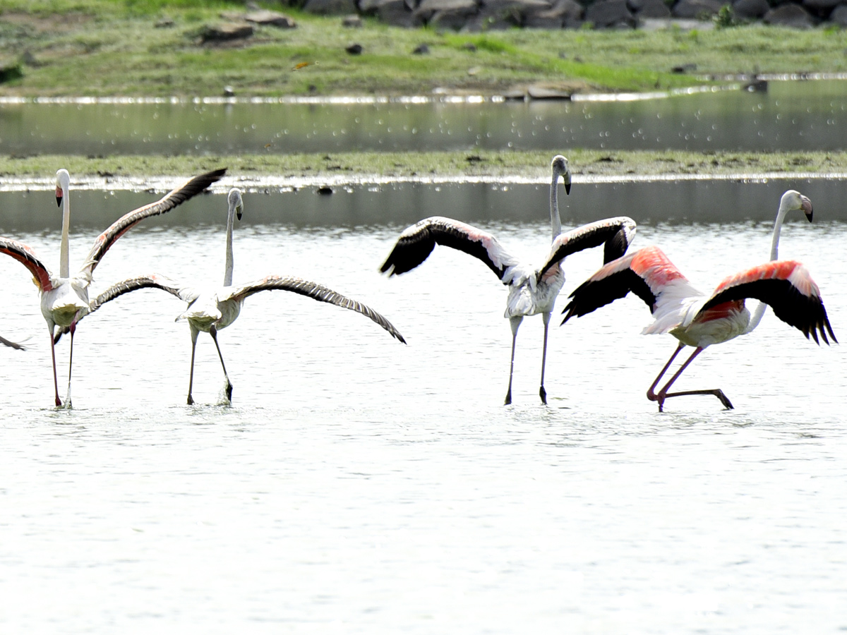 Foreign Birds Came To Wanaparthy Photo Gallery - Sakshi11