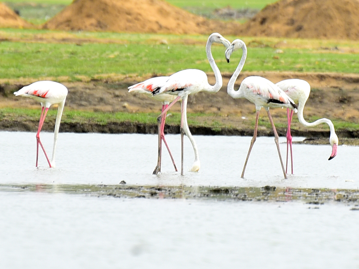 Foreign Birds Came To Wanaparthy Photo Gallery - Sakshi12