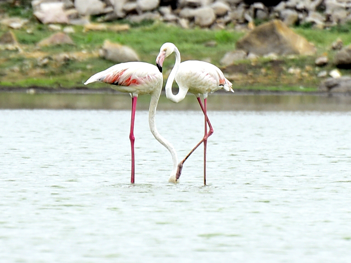 Foreign Birds Came To Wanaparthy Photo Gallery - Sakshi13