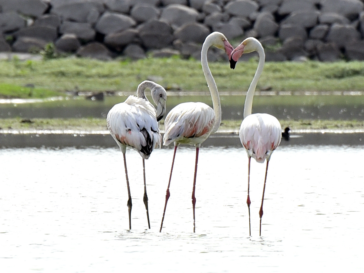 Foreign Birds Came To Wanaparthy Photo Gallery - Sakshi2