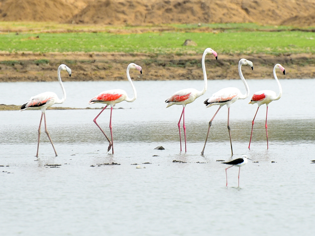 Foreign Birds Came To Wanaparthy Photo Gallery - Sakshi4