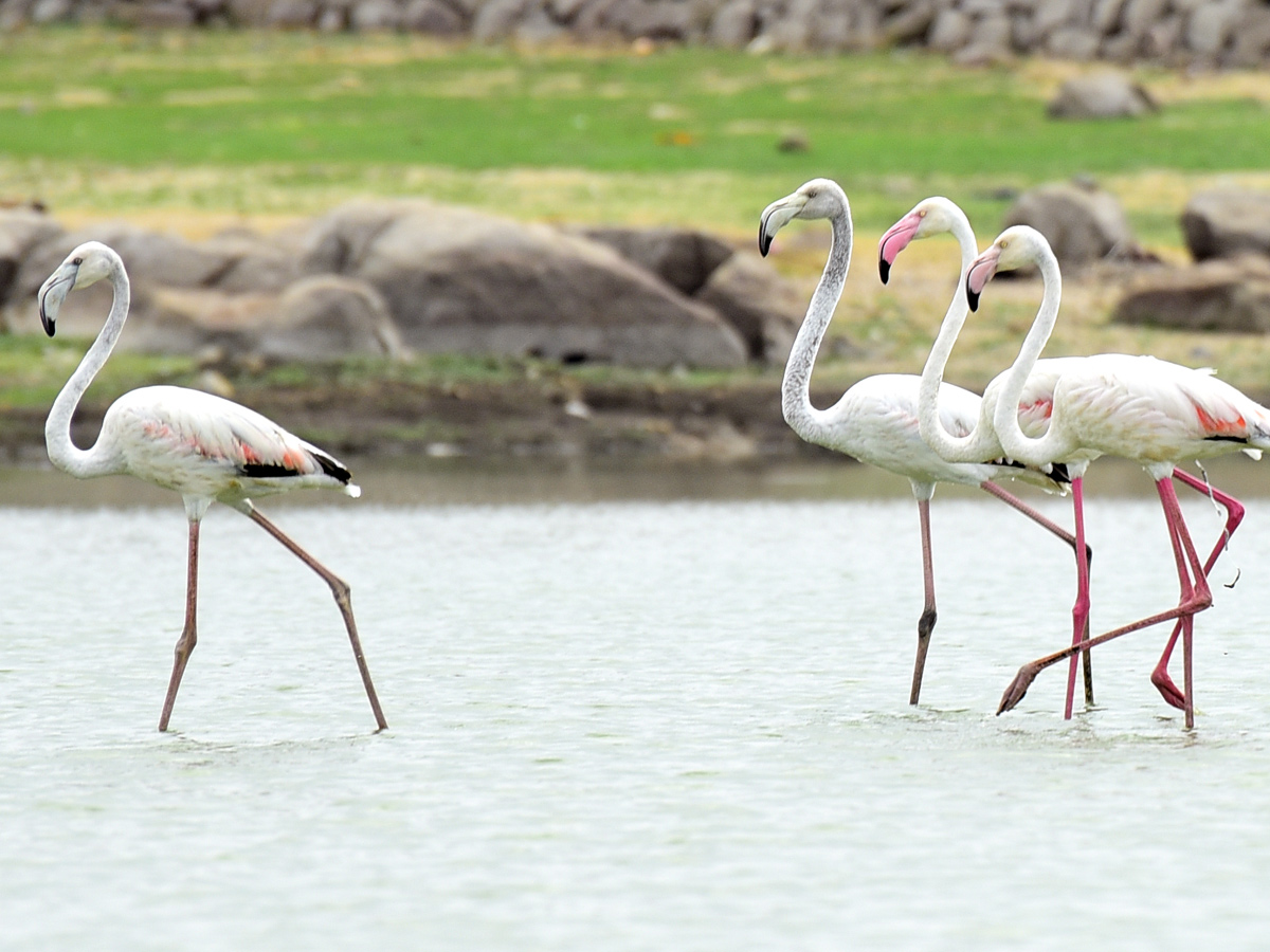 Foreign Birds Came To Wanaparthy Photo Gallery - Sakshi6