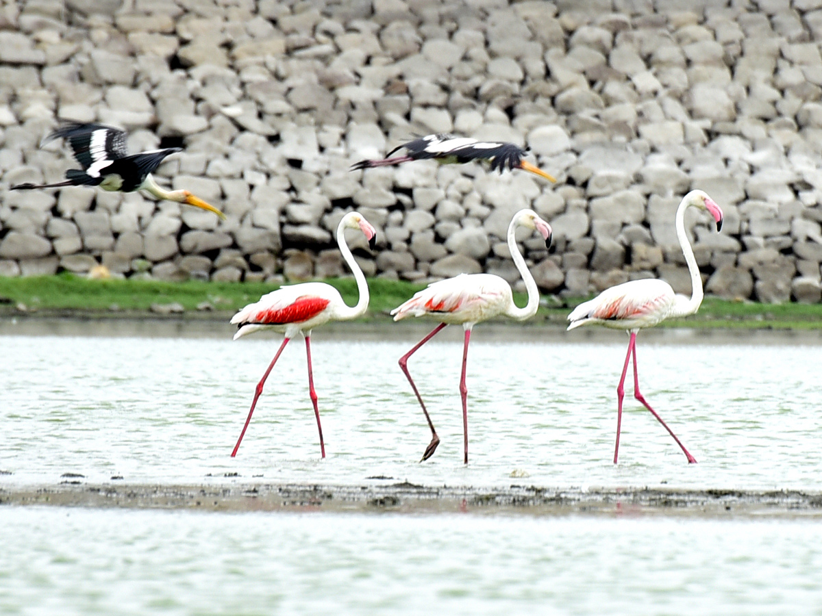 Foreign Birds Came To Wanaparthy Photo Gallery - Sakshi7