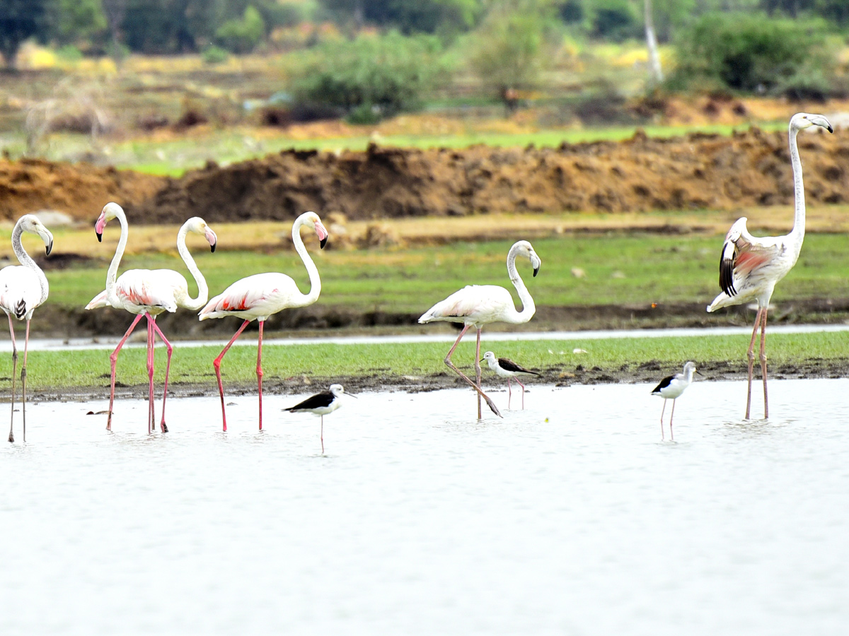 Foreign Birds Came To Wanaparthy Photo Gallery - Sakshi9