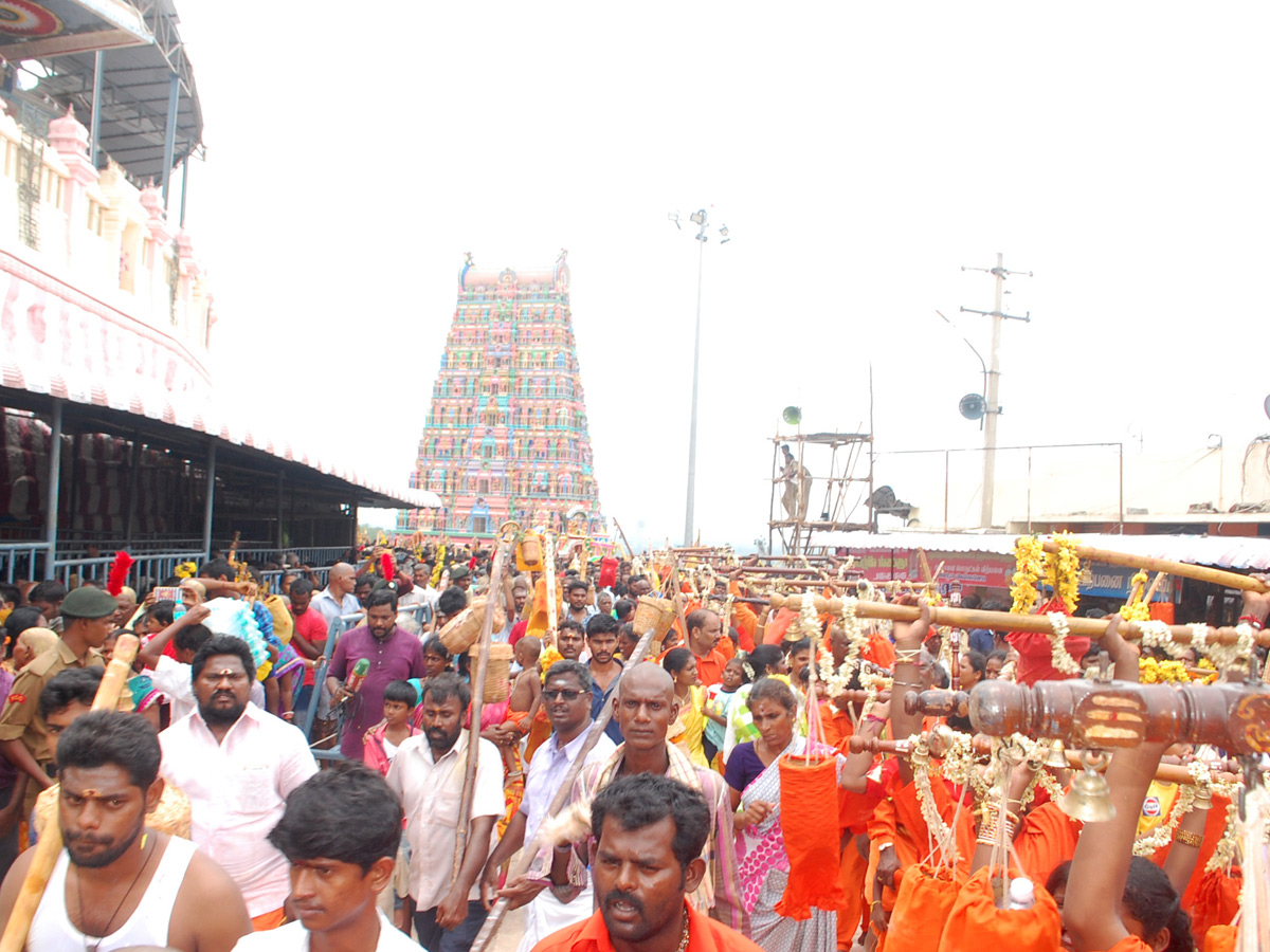 Thai poosam festival in Palani Murugan Temple Photo Gallery - Sakshi3