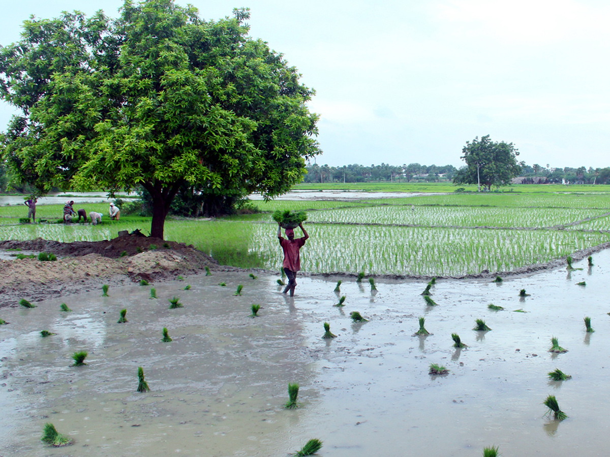 Best photos of The Week in AP and Telangana August 11-08-2019 to August 18-08- 2019 - Sakshi5