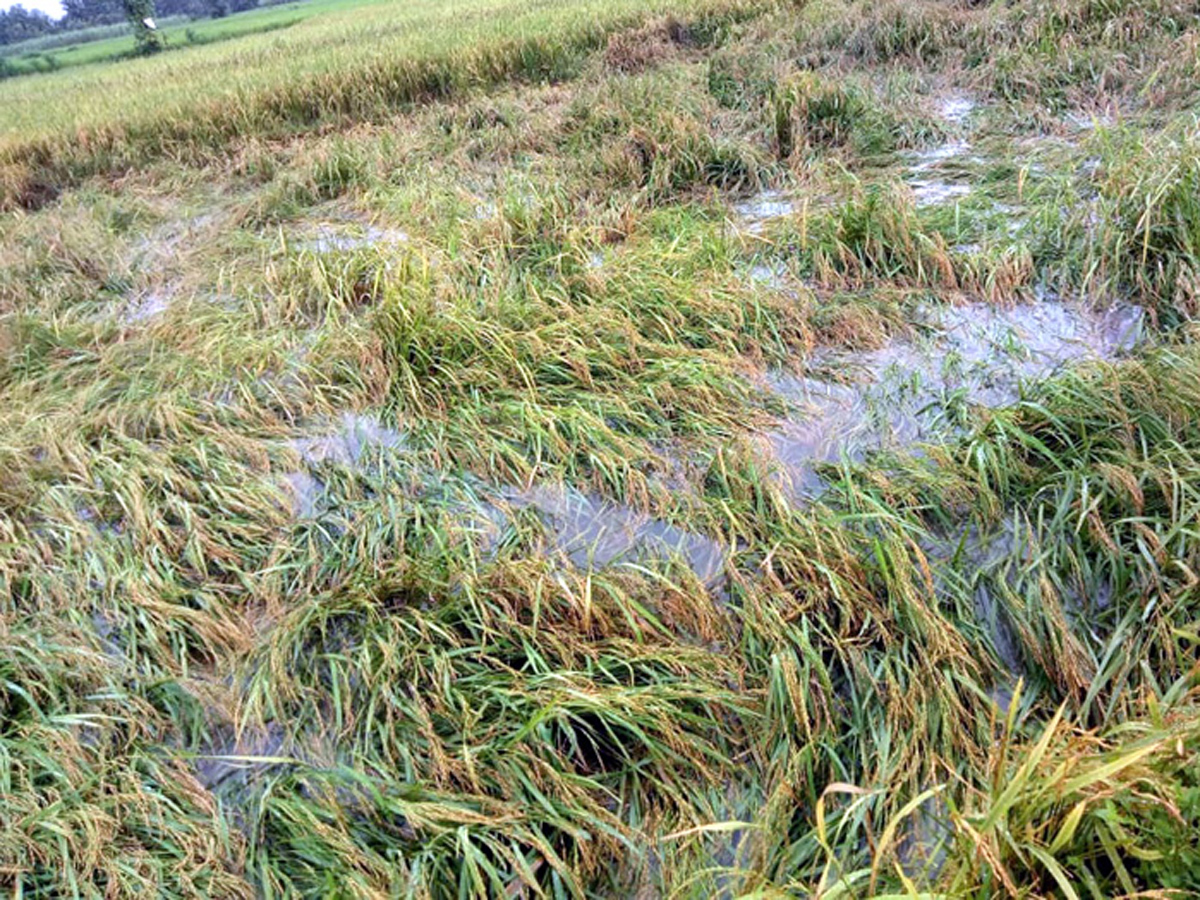 Heavy Rain in Andhra Pradesh Photo Gallery - Sakshi13