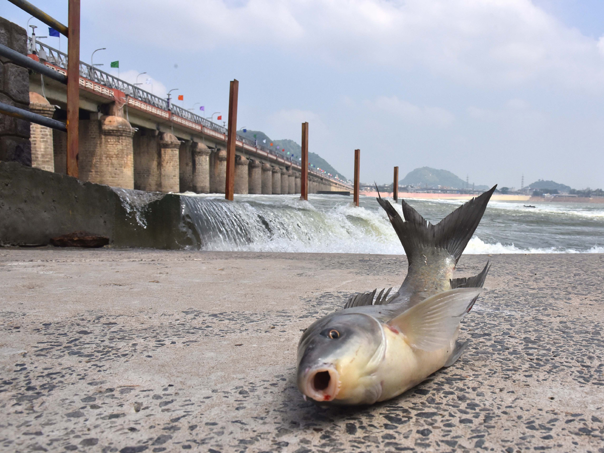 Best Photos of The Week in AP and Telangana october 27 -10-2019 to November 03 -11- 2019 - Sakshi6