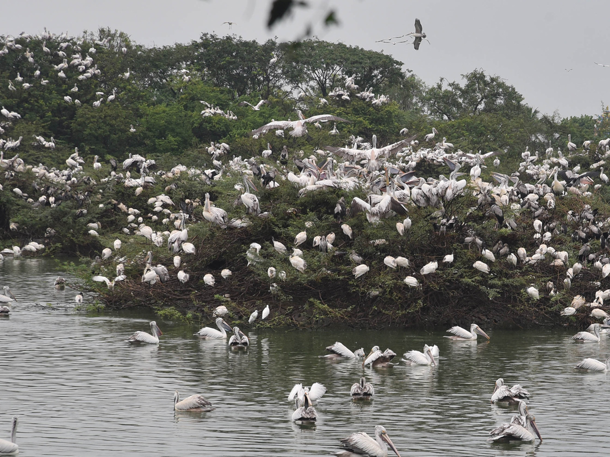 Best Photos of The Week in AP and Telangana october 27 -10-2019 to November 03 -11- 2019 - Sakshi10