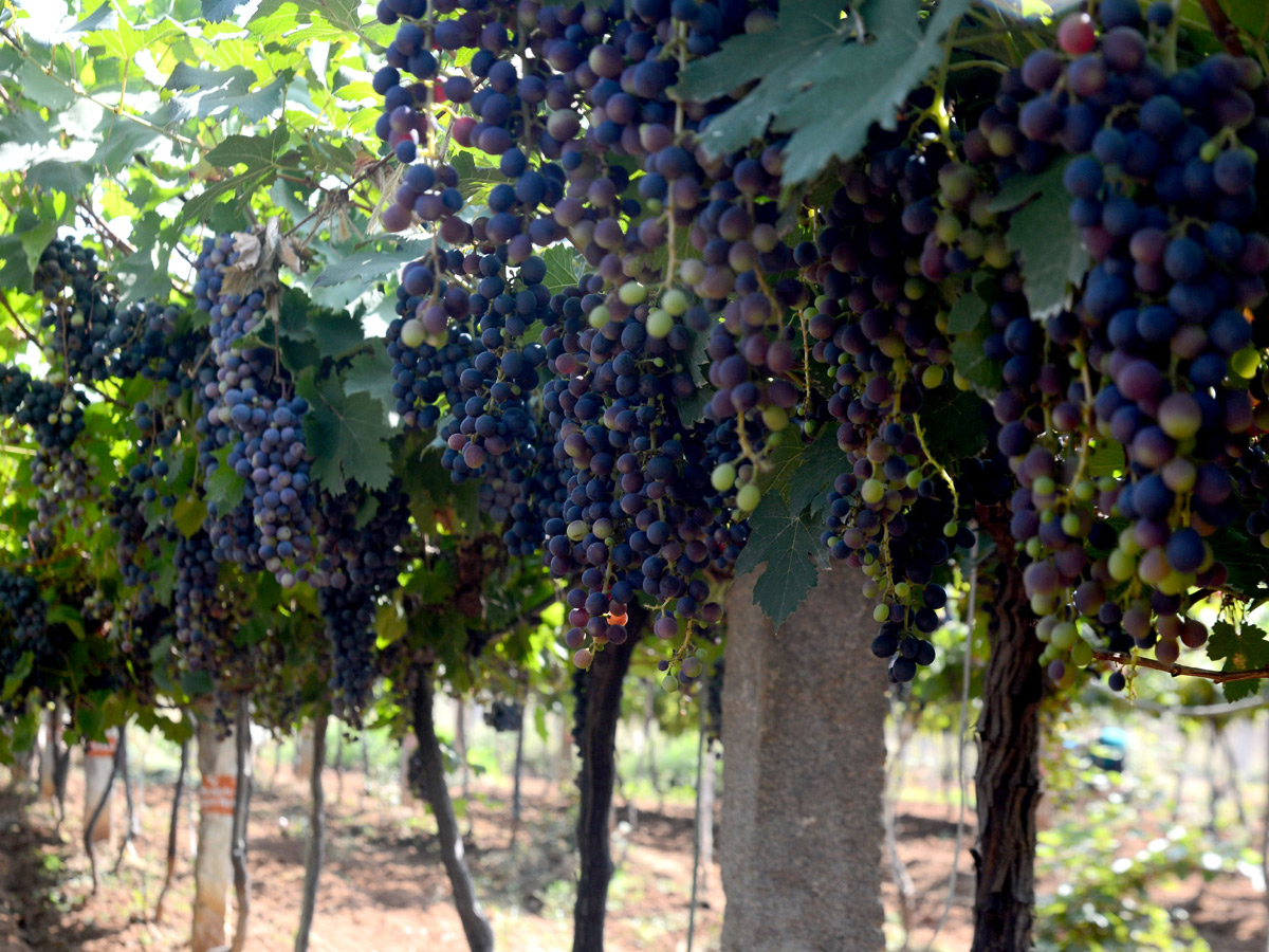 Grapes Festival in Hyderabad Photo Gallery - Sakshi7
