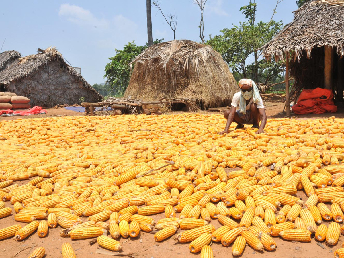 Best photos of the week march 29 to 05,2020 April - Sakshi45